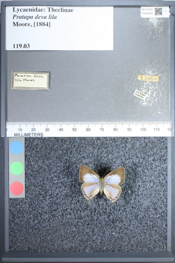 Media type: image;   Entomology 68483